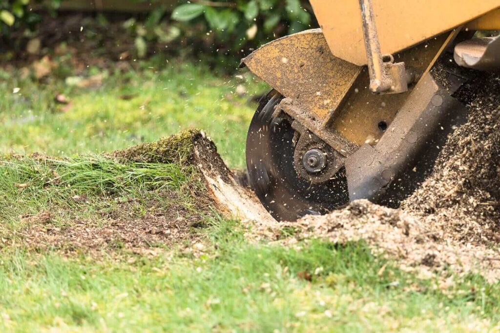 Tree Stump Removals