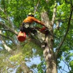 Turramurra arborist