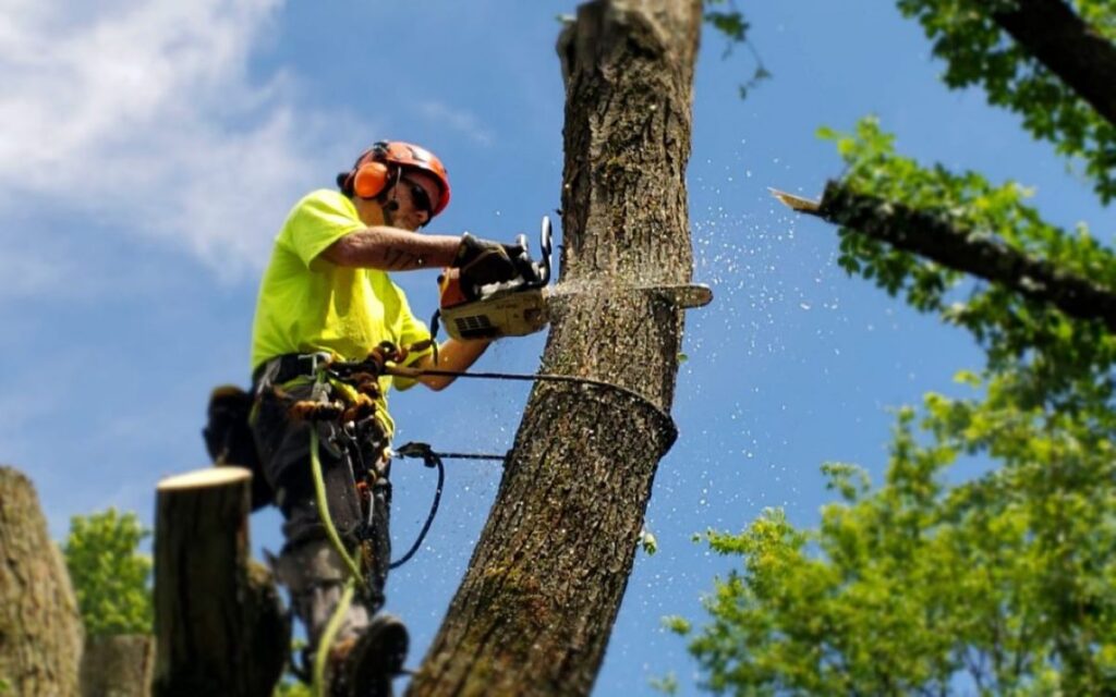 tree removal sydney
