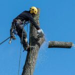 sydney tree removal