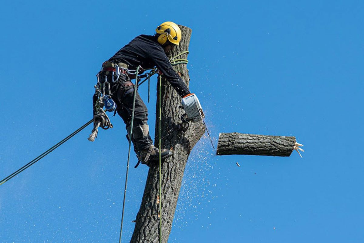 sydney tree removal