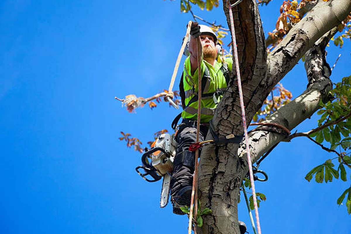 tree removal sydney