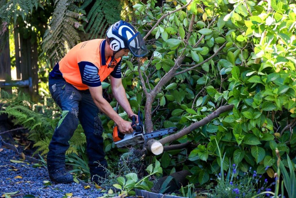 tree removal sydney